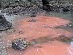 Algal bloomakasio de Noctiluca en Nagasaki