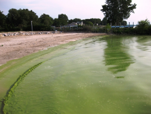 Floración de algas verdes azules en el lago Erie