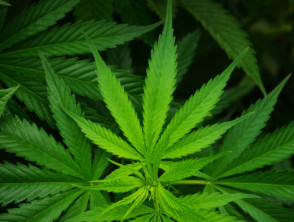 cannabis-leaf-hemp-v2__protectwyjqcm90zwn0il0_focusfillwzi5ncwymjisingildiwxq-7599873-1461309-jpg-6324774