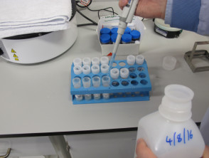 Preparación de los reactivos para inmunofluorescencia directa