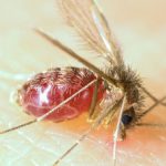 lutzomyia-longipalpis-sandfly__protectwyjqcm90zwn0il0_focusfillwzi5ncwymjisinkildm2xq-4090279-4516046-jpg-2901187