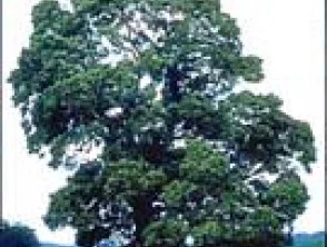 Madera negra