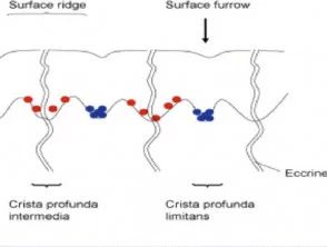 Fly Acral Skin Diagramm