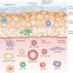 anatomie-cellulaire-effectoren__protectwyjqcm90zwn0il0_focusfillwzi5ncwymjisinkildvd-2306135-7825277-jpg-8582047