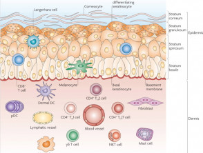 Anatomía de la piel y efectores celulares