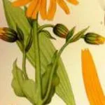 arnica__protectwyjqcm90zwn0il0_focusfillwzi5ncwymjisinkildezml0-8558440-3283719-jpg-5050782