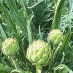 artichoke__protectwyjqcm90zwn0il0_focusfillwzi5ncwymjisinkildmwxq-6057653-4193090-jpg-6376358