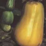 cashew__protectwyjqcm90zwn0il0_focusfillwzi5ncwymjisinkildewml0-7688325-2750616-jpg-6343009