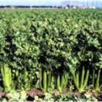 celery__protectwyjqcm90zwn0il0_focusfillwzi5ncwymjisingilde4xq-7575622-1924916-jpg-7882160