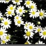 chamomile__protectwyjqcm90zwn0il0_focusfillwzi5ncwymjisingildrd-8529332-5898449-jpg-6810819
