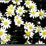 chamomile__protectwyjqcm90zwn0il0_focusfillwzi5ncwymjisingildrd-8529332-5898449-jpg-6810819