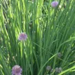 chives1__protectwyjqcm90zwn0il0_focusfillwzi5ncwymjisinkildg1xq-1867189-5712094-jpg-2640830