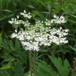 cowparsnip__protectwyjqcm90zwn0il0_focusfillwzi5ncwymjisingildfd-5921347-5756837-jpg-9459433