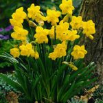daffodil__scalewidthwziznv0-6471360-9689440-jpg-6395266