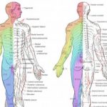 dermatomes-dermatomal-diagnosis-cutaneous-anatomy-original-v2__protectwyjqcm90zwn0il0_focusfillwzi5ncwymjisinkildbd-4326385-8356928-jpg-5247985