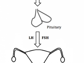 La vía del eje hipotalámico-pituitario-gonadal en mujeres