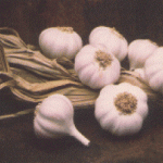 garlic__protectwyjqcm90zwn0il0_focusfillwzi5ncwymjisingilde3xq-7667181-9350529-gif-4805912