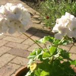 geranium1__protectwyjqcm90zwn0il0_focusfillwzi5ncwymjisingildfd-3376341-2745124-jpg-9546006