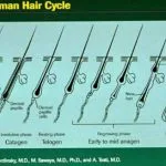 haircycle__scalewidthwzu0n10-7126719-3275996-jpg-8876824