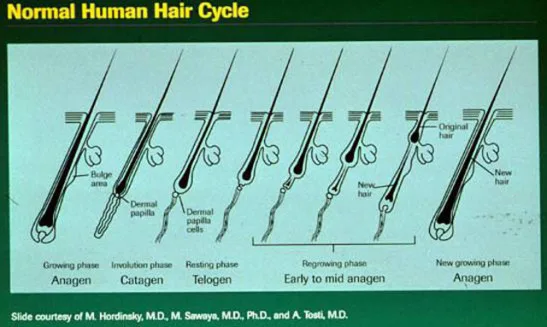 Ciclo dei capelli