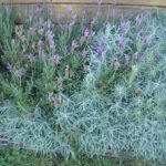 lavendar1__protectwyjqcm90zwn0il0_focusfillwzi5ncwymjisingildfd-2366343-9919692-jpg-3305254