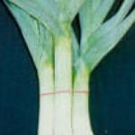 leek1__protectwyjqcm90zwn0il0_focusfillwzi5ncwymjisinkildu0xq-6798929-4823935-jpg-9320363