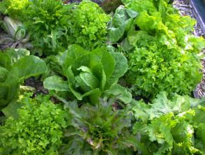 lettuce1__protectwyjqcm90zwn0il0_focusfillwzi5ncwymjisingildfd-9986622-1556760-jpg-2427115