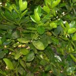 lime1__protectwyjqcm90zwn0il0_focusfillwzi5ncwymjisingildfd-7421656-3293738-jpg-8889837