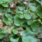 liverwort1__protectwyjqcm90zwn0il0_focusfillwzi5ncwymjisingildfd-1810160-6673911-jpg-4853899