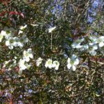manuka1__protectwyjqcm90zwn0il0_focusfillwzi5ncwymjisingildfd-4758008-4847308-jpg-3452944