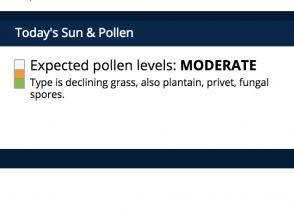 pollen-thumbnail__protectwyjqcm90zwn0il0_focusfillwzi5ncwymjisingildfd-6737576-8962194-png-4196710