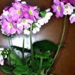 primula__protectwyjqcm90zwn0il0_focusfillwzi5ncwymjisinkildld-2261412-3596479-jpg-7287125